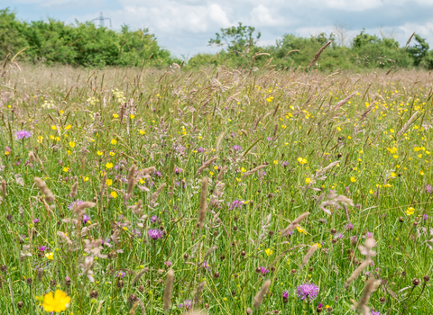 Ludgershall Meadow